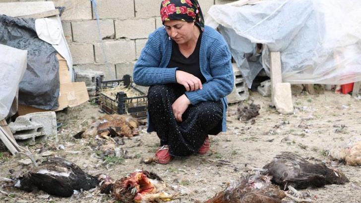Sokak köpekleri 80 tavuğu öldürdü