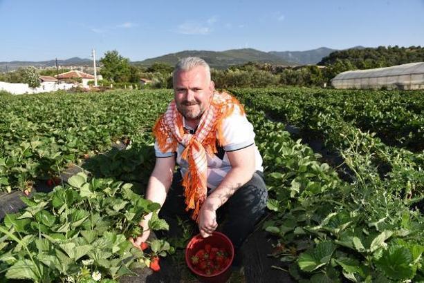 Menemen'de 'Çilek Tadında Festival' coşkusu yaşanacak