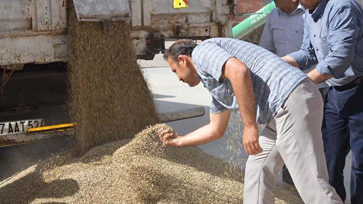 Mardin’de sezonun ilk arpa hasadı yapıldı, çiftçiye altın hediye edildi