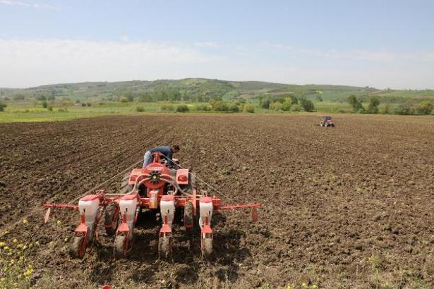 Mudanya’da ayçiçeği ve buğday tohumları toprakla buluşuyor