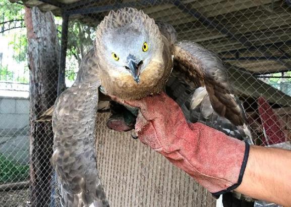 Bitkin halde bulunan bayağı arı şahini, kontrolün ardından doğaya bırakıldı