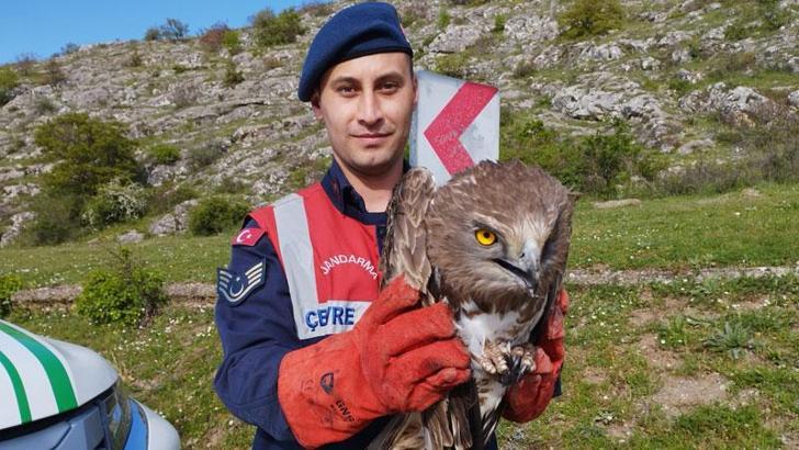 Kanadı kırık kartal tedaviye alındı