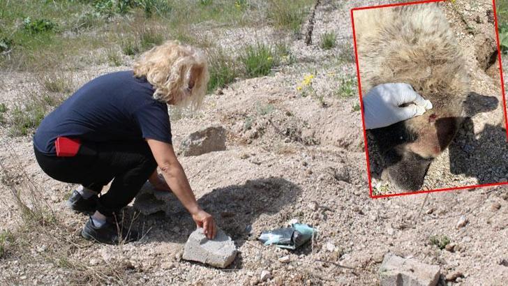 Nevşehir'de sokak köpeği tüfekle öldürüldü; soruşturma başlatıldı