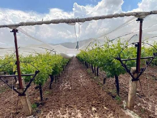 Manisa'da üzüm üreticilerinden doluya karşı 'tül' önlemi