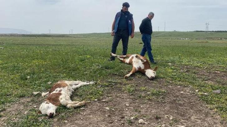 Köydeki buzağı ölümlerinin nedeni şap hastalığı çıktı