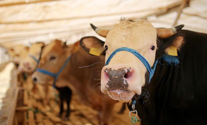 2023 yılı vekaletle kurban kesim bedelleri açıklandı