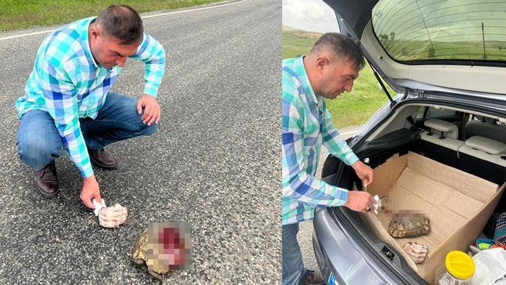 Bingöl'de, polisin ölmek üzereyken bulduğu yaralı kaplumbağa tedaviye alındı