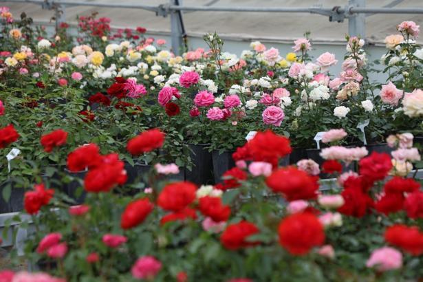 İstanbul sokaklarını yerli ve milli güller renklendirecek