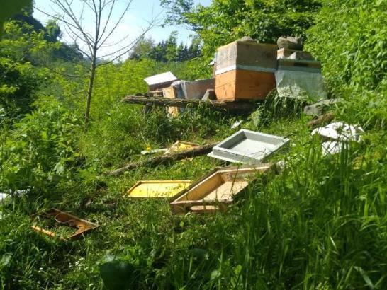 Mahalleye inen ayı kovanları parçaladı, balı yedi