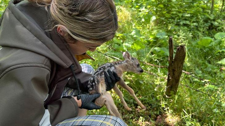 Bacağı kırık halde bulunan 3 günlük yavru karaca tedaviye alındı