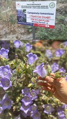 Tüylü Çan Çiçeği'ni koparana 244 bin 315 lira ceza var