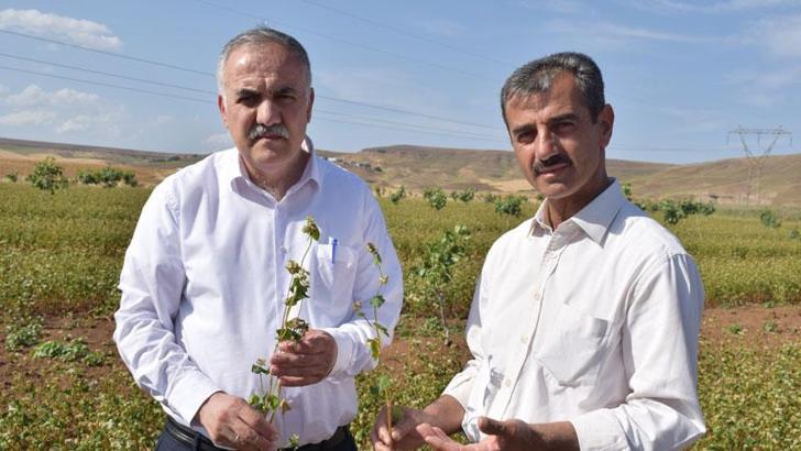 Çölyak hastası oğlu ve yeğeni için glutensiz karabuğday ekimine başladı