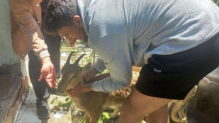 Köye inen yavru dağ keçisini yakalayıp, doğaya saldılar