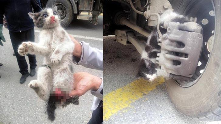 Otomobilin fren sistemine sıkışan kedinin bacağı koptu