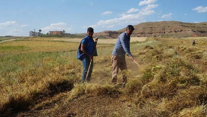 Siirt'te kırmızı mercimek hasadı başladı; 27 bin ton rekolte beklentisi