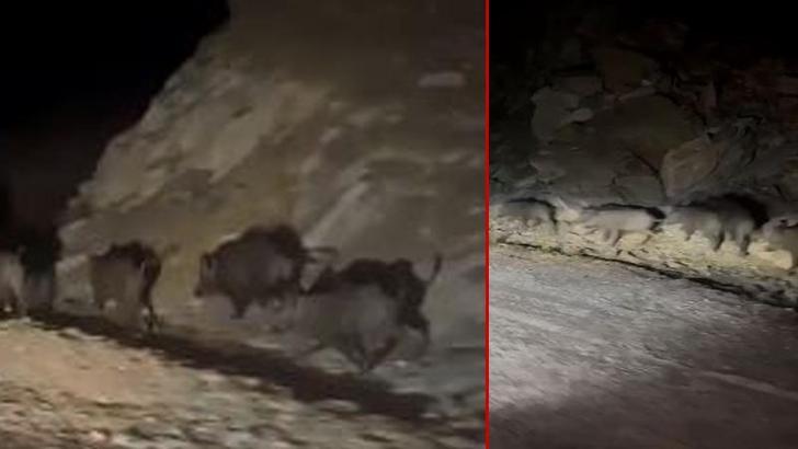 Yüksekova kırsalında domuz sürüsü görüntülendi