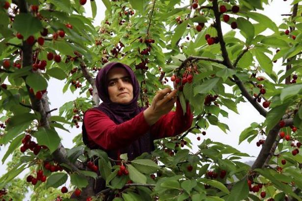 Devlet desteğiyle 12 dönüm araziye kurduğu bahçeden 7 ton kiraz elde etti