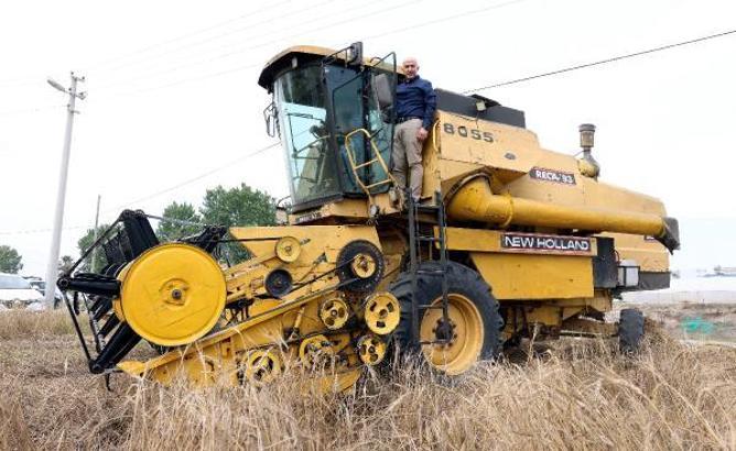 Ata tohumu karakılçık buğdayının hasadı yapıldı