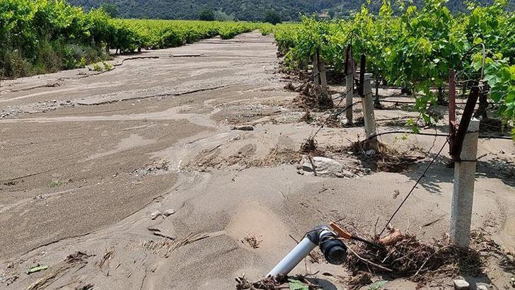 Sarıgöl'deki sağanağın bilançosu belli oldu; 14 bin dekar ekili alan zarar gördü