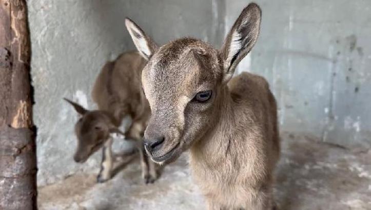 Anneleri ölen yaban keçisi yavrularına sütanne bulundu