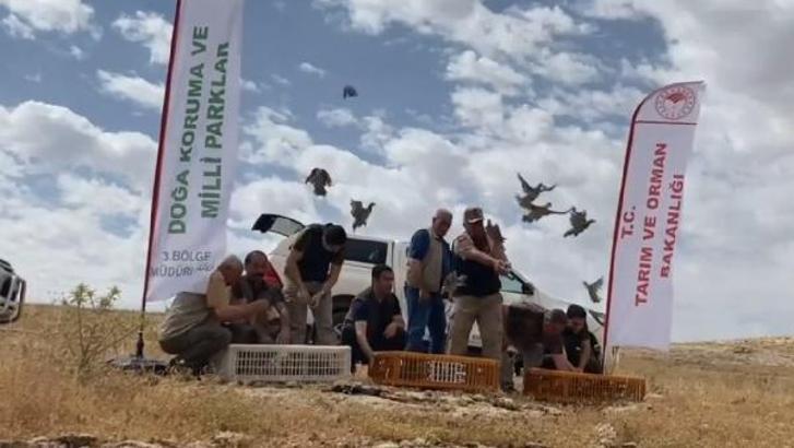 Şanlıurfa’da 300 kınalı keklik doğaya salındı