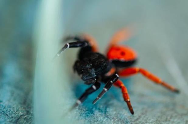 Prof. Dr. Demir: Uğur böceği örümceği zehirli değil