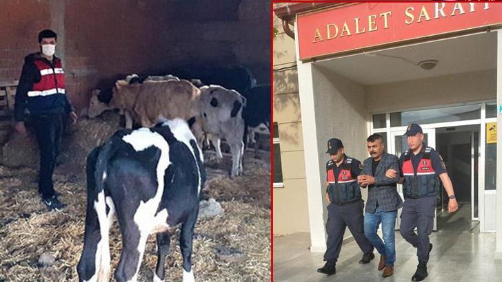 Çaldıkları 2 ineği tarlada kesip, eti satmışlar