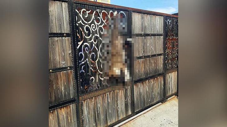 Manisa'da bağ evinin kapısına asılı ölü köpek bulundu