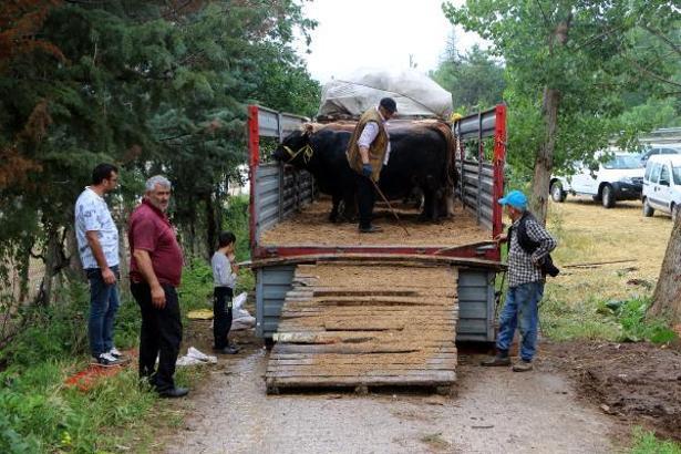 Tokat'tan kurbanlıklar yola çıkmaya başladı