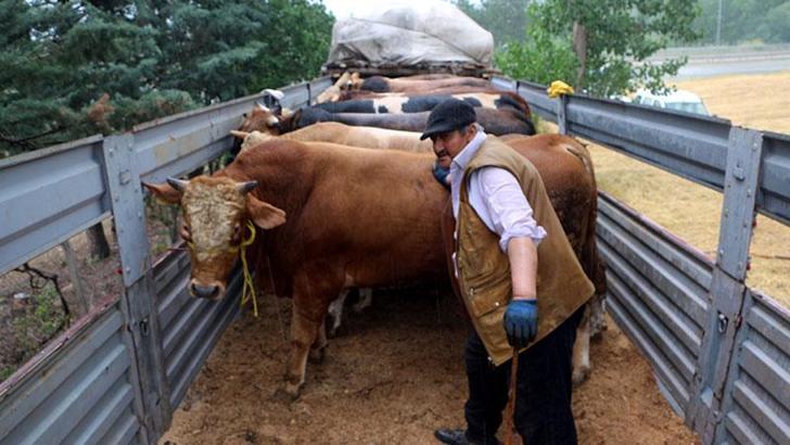 Tokat'tan kurbanlıklar yola çıkmaya başladı