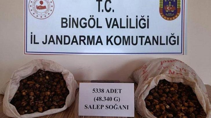 Bingöl’de salep soğanı toplayan 5 kişiye 1 milyon 221 bin lira ceza