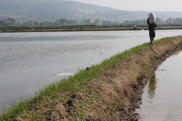 Gönen ve Manyas ovalarında çeltik ekimi, 1 ay gecikmeli başladı