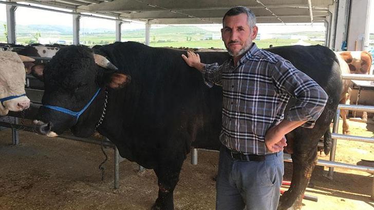 Ankara'da 1.1 tonluk boğa 'Şahinbey', 170 bin TL'den alıcısını bekliyor