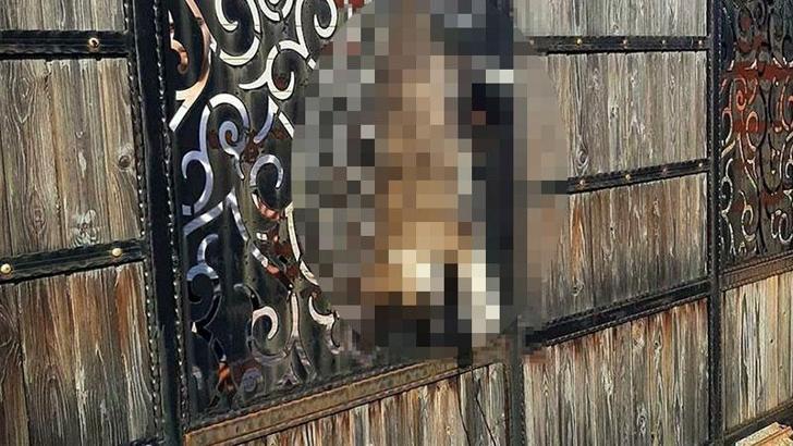 Bağ evinde kapıya asılı bulunan köpek soruşturmasında 2 şüpheli serbest