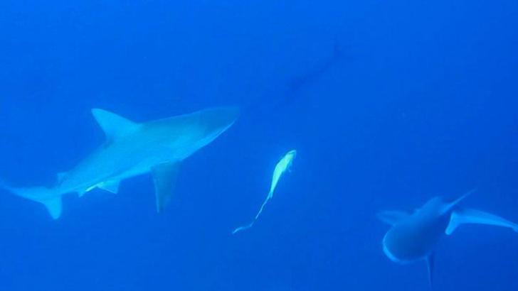 Akdeniz'deki köpek balığı popülasyonu yüzde 97 azaldı