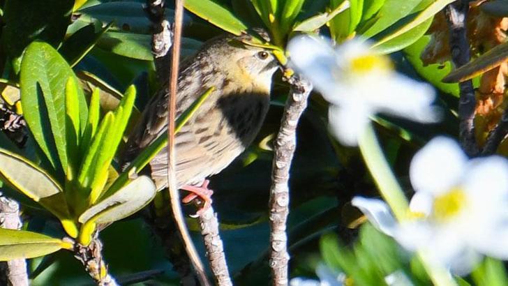 ‘Dağ horozu’ gözleminde ‘çekirge kamışçını’ Türkiye’de ilk kez objektiflere yakalandı