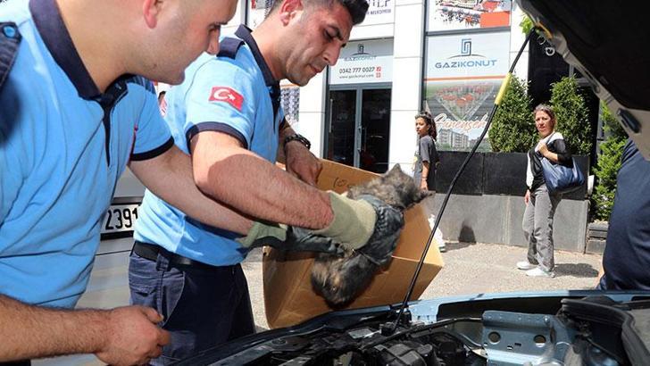 Otomobilin motor kısmına sıkışan yavru kedi kurtarıldı