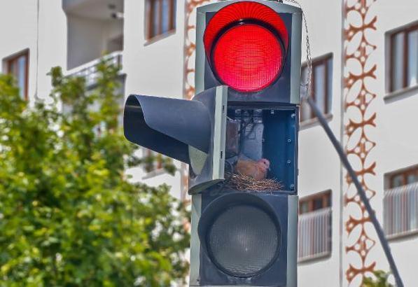 Tamir için kapağı açık bırakılan sarı trafik ışığına kumru yuva yaptı