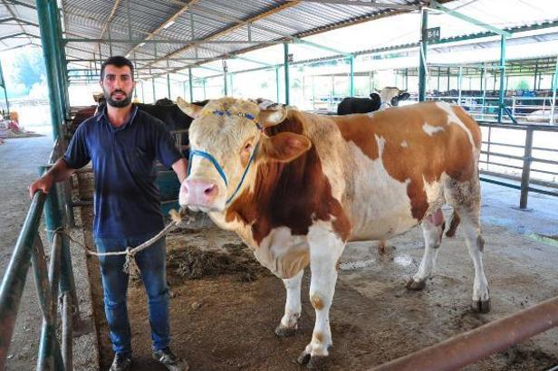 Kurban pazarının en büyüğü 'Irmak', 120 bin liraya alıcısını bekliyor