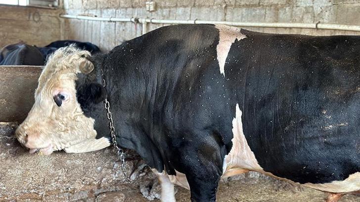 Adana'da 1,1 tonluk Paşa, 200 bin liraya alıcı bekliyor