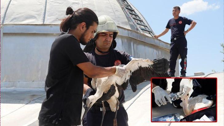Cami kubbesindeki yuvasından düşen yavru leylek kurtarıldı