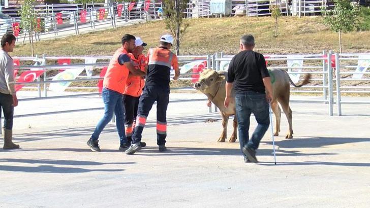 Ankara'da 'kurban yakalama timi' göreve hazır