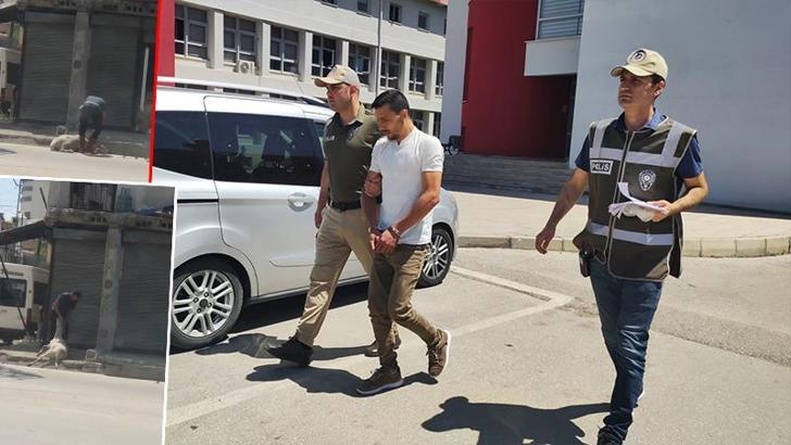 Koyunu bayıltana kadar döven, kasap çıktı