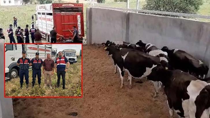Çalıştığı çiftlikteki 28 büyükbaşı çalıp sattı
