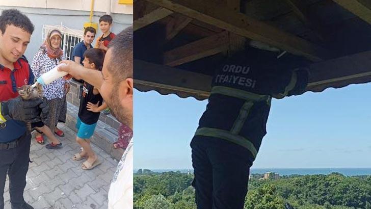 Mahsur kalan yavru kedi ve 4 yavru baykuşu itfaiye kurtardı