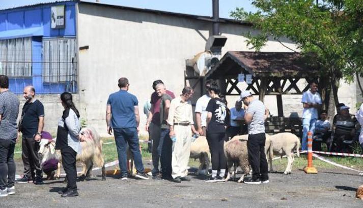 Kurbanlarını kestirmek için sıra beklediler