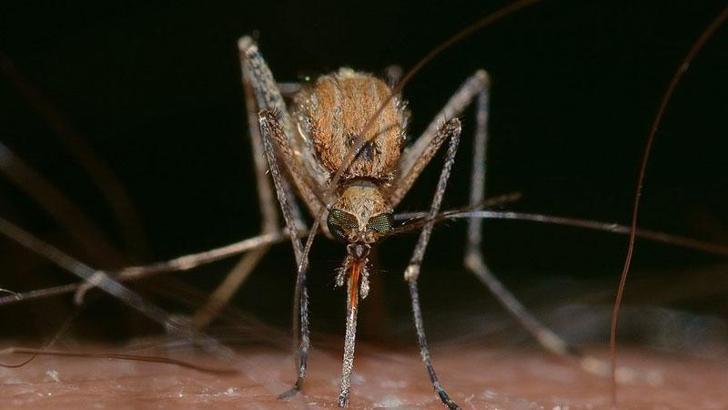 Araştırma: Isıran sinekler mavi rengi seviyor çünkü yiyecek sanıyorlar