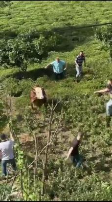 Kaçan kurbanlık boğa, sahiplerine zor anlar yaşattı