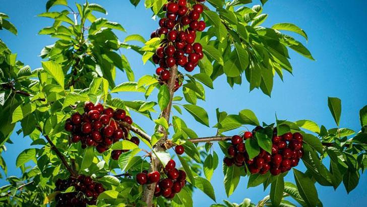 Isparta'da kiraz üreticisi, ihracatçı alım fiyatını yarıya düşürünce satışı durdurdu