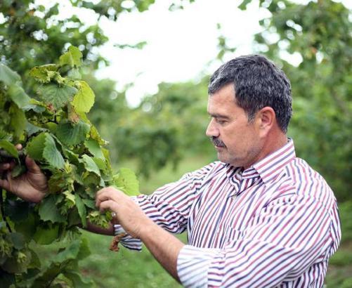 Samsun'da örnek bahçe projesi fındıkta verim ve kaliteyi artırdı